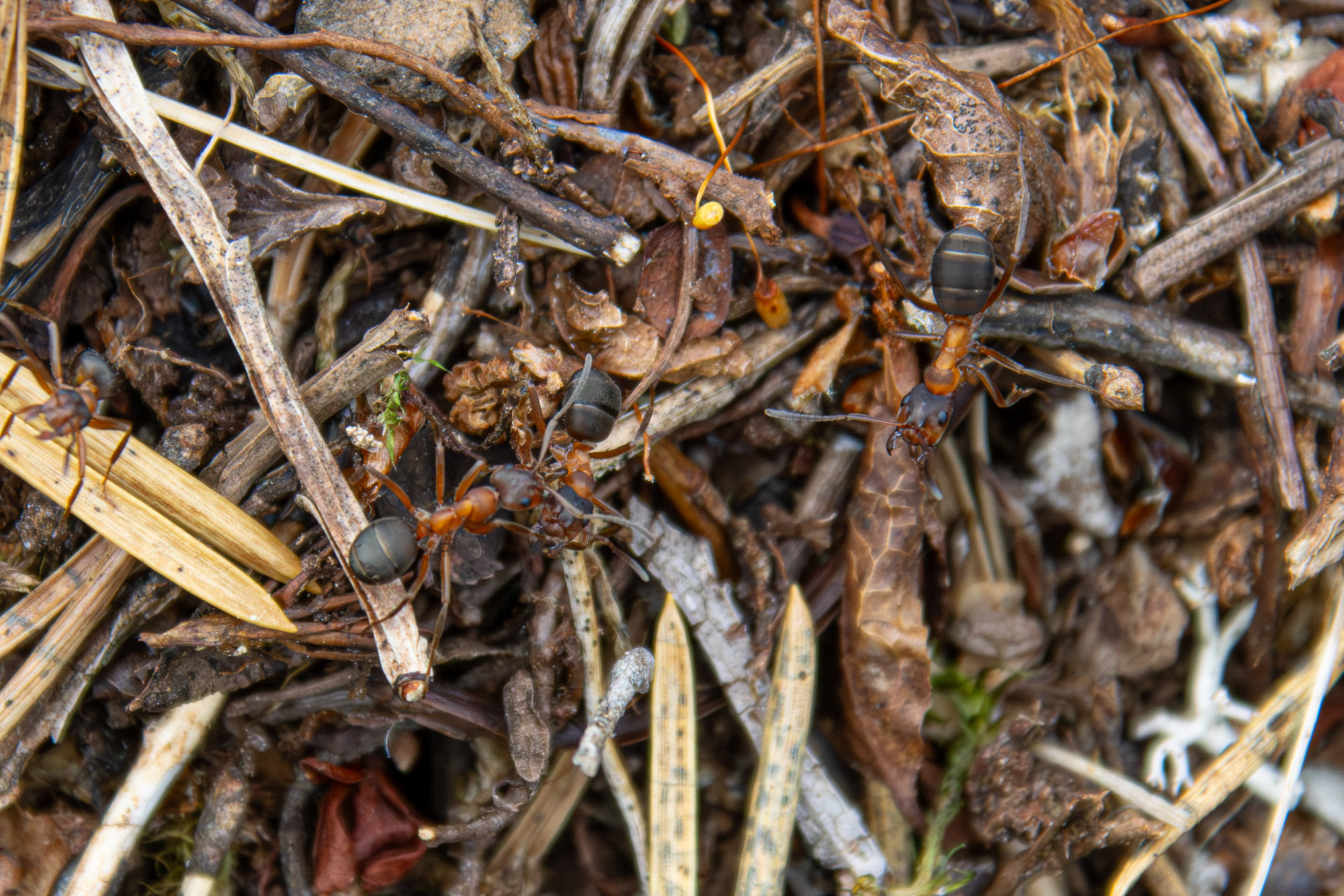 Formica exsecta